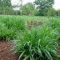 Elephant Grass 200 Seeds