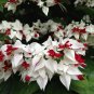 White Red Bleeding Heart 50 Seeds