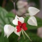 White Red Bleeding Heart 50 Seeds