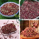 Corn Chinese Prickly Ash 200 Seeds