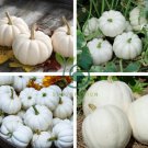 Casper White Pumpkin 200 Seeds