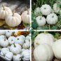 Casper White Pumpkin 200 Seeds