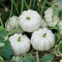 Casper White Pumpkin 200 Seeds