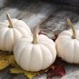 Casper White Pumpkin 200 Seeds