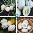 Mashed Potato Squash 100 Seeds