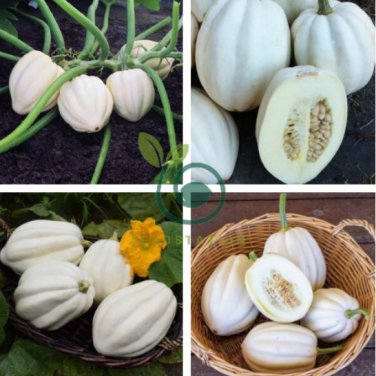 Mashed Potato Squash 100 Seeds