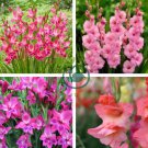 Gladiolus Flower Pink Flowers 240 Seeds