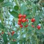 Ilex vomitoria Yaupon Holly Tree 240 Seeds