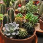 Mini Potted Bonsai Succulent Cactus 1000 Seeds