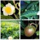 Japanese Green Tea Seeds 200 Seeds