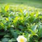 Japanese Green Tea Seeds 200 Seeds