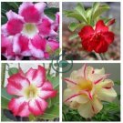 Genuine Desert Rose Bonsai Adenium Obesum Flower Bonsai Plant Air Purification  2 Seeds