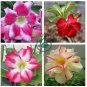Genuine Desert Rose Bonsai Adenium Obesum Flower Bonsai Plant Air Purification  2 Seeds
