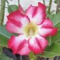 Genuine Desert Rose Bonsai Adenium Obesum Flower Bonsai Plant Air Purification 2 Seeds