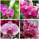 Japanese Plant Orchid Bonsai Flores World's Rare Orchid Species 200 Seeds