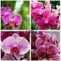 Japanese Plant Orchid Bonsai Flores World's Rare Orchid Species 200 Seeds