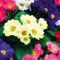 Florists Cineraria Bonsai 9 Kind Different Bonsai Flowers Pericallis hybrida 200 Seeds