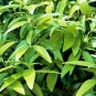 Green Tree cinnamon 12 Seeds