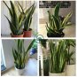 Egrow Garden Bonsai Sansevieria 100% Genuine Organic Organic Blooming Flower Plant 800 Seeds