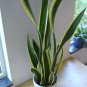 Egrow Garden Bonsai Sansevieria 100% Genuine Organic Organic Blooming Flower Plant 800 Seeds