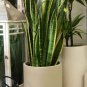 Egrow Garden Bonsai Sansevieria 100% Genuine Organic Organic Blooming Flower Plant 800 Seeds