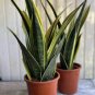 Egrow Garden Bonsai Sansevieria 100% Genuine Organic Organic Blooming Flower Plant 800 Seeds