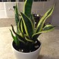 Egrow Garden Bonsai Sansevieria 100% Genuine Organic Organic Blooming Flower Plant 800 Seeds