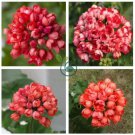 Beautiful Garden Flower Perennial Fleur Graine Geranium,Pelargonium Peltatum  100 Seeds