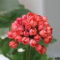 Beautiful Garden Flower Perennial Fleur Graine Geranium,Pelargonium Peltatum 100 Seeds