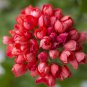 Beautiful Garden Flower Perennial Fleur Graine Geranium,Pelargonium Peltatum 100 Seeds