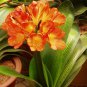 Clivia Miniata Plant Gorgeous Bonsai Rare Bush Lily Flower Bonsai 200 Seeds