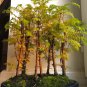 Dawn Redwood Bonsai Tree Grove 200 Seeds