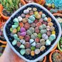 Mix Lithops Plants Mix Varieties Succulents Plants Living Stone Bonsai 400 Seeds