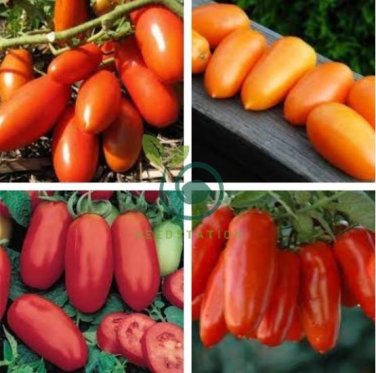 Middle Red Banana Tomato 600 Seeds