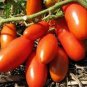 Middle Red Banana Tomato 600 Seeds