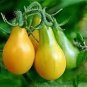Middle Yellow McCullough Tomato 600 Seeds
