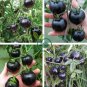Very Black Tomato 24 Seeds