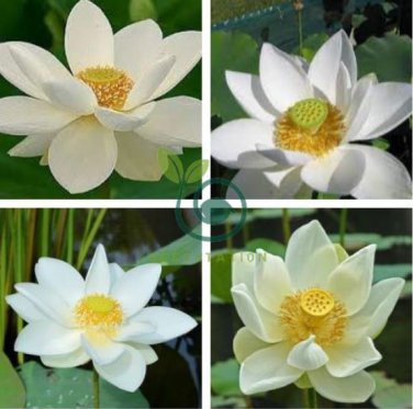 White Nelumbo Nucifera Lotus 80 Seeds