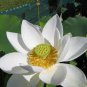 White Nelumbo Nucifera Lotus 80 Seeds