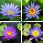 Purple Nymphaea Caerulea Asian Water Lily Pad Flower Pond 80 Seeds