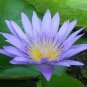 Purple Nymphaea Caerulea Asian Water Lily Pad Flower Pond 80 Seeds