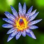 Purple Nymphaea Caerulea Asian Water Lily Pad Flower Pond 80 Seeds