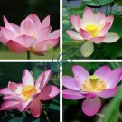 New Fresh Nelumbo Nucifera Little Red Lotus 80 Seeds