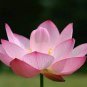 New Fresh Nelumbo Nucifera Little Red Lotus 80 Seeds