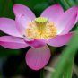 New Fresh Nelumbo Nucifera Little Red Lotus 80 Seeds