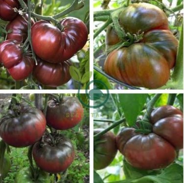 Heirloom Russian Black Krim Tomato 20 Seeds