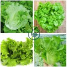 Italy Lettuce Organic Green Vegetable   160 Seeds