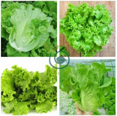 Italy Lettuce Organic Green Vegetable   160 Seeds