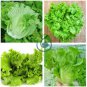 Italy Lettuce Organic Green Vegetable   160 Seeds
