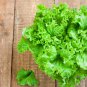 Italy Lettuce Organic Green Vegetable   160 Seeds